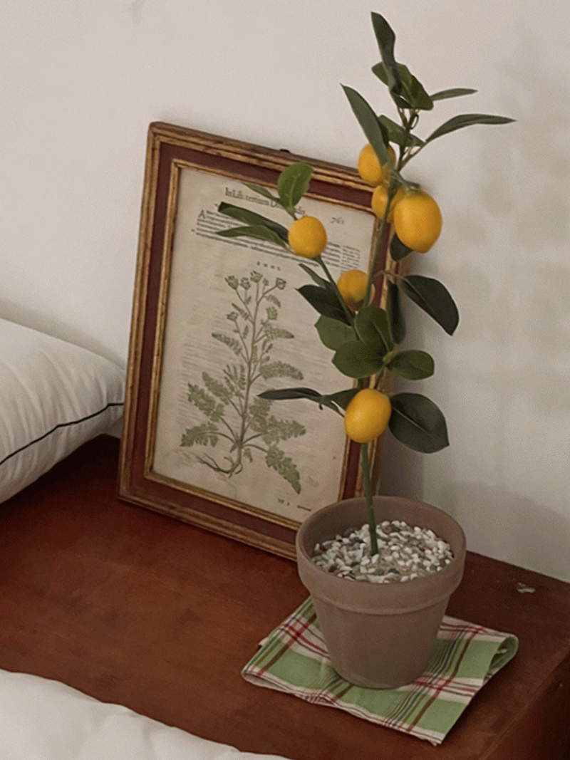 레몬트리 조화나무 화분선물